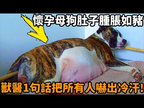 Pregnant dogs have swollen stomachs like pigs  and they refused to give birth for several months. T