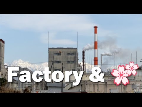 Hidden Japan   51    　化学工場と河津桜　　Factory and cherry blossoms