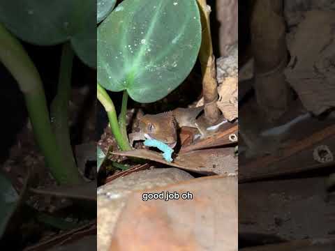 Gecko tries new food then gets upset