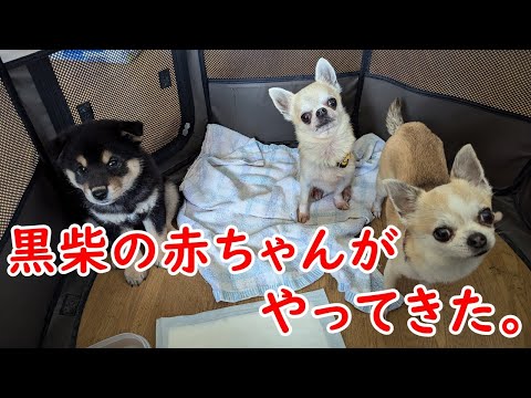 生後2か月の黒柴がやってきた。（柴犬、黒柴、仔犬、子犬、ブラタン、チワワ、スムチー、スムースコートチワワ、ワンプロ、わんぷろ、わんプロ、わんわんプロレス）