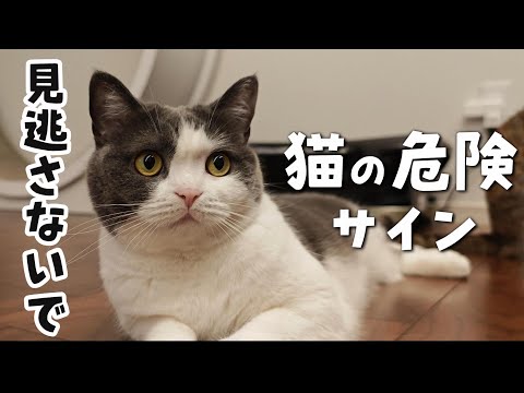 気付いてあげたい愛猫の熱中症サイン　913話