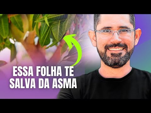 A folha dessa árvore pode ACABAR COM A SUA ASMA