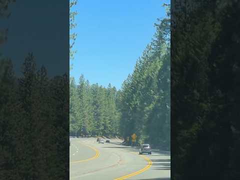 Scenic drive along El Dorado Freeway lined with pine trees from South Lake Tahoe to Sacramento!