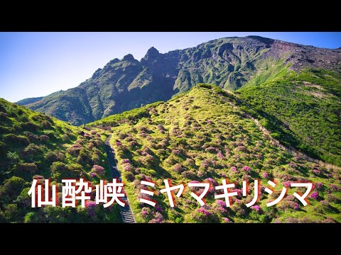 【仙酔峡のミヤマキリシマ】４K