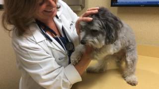 Integrative Veterinary Medicine