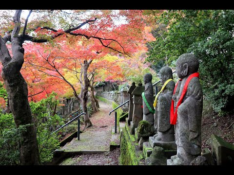 2020.11.11  紅葉　長慶寺・５００羅漢