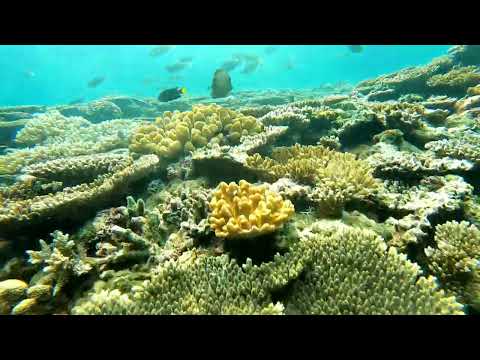 石垣島 - リーフに集う魚達