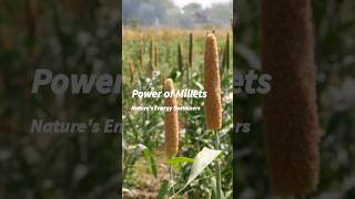 Power of Millets:Nature's Energy Sustainers #millet #energyfood #immunitybooster #drcalmssanjeevani