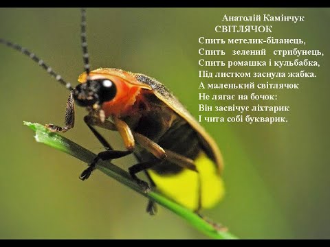 Анатолій Камінчук  Світлячок. Вчимо вірш он-лайн з дітьми.