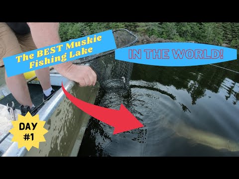 The best muskie fishing lake in the world | 26 muskies in one day!