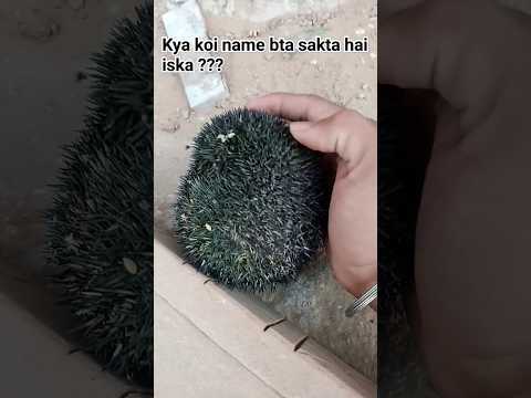 काटो वाला चूहा घर में घूस गया 😁😂#ytshorts #चूहा #animals #viral