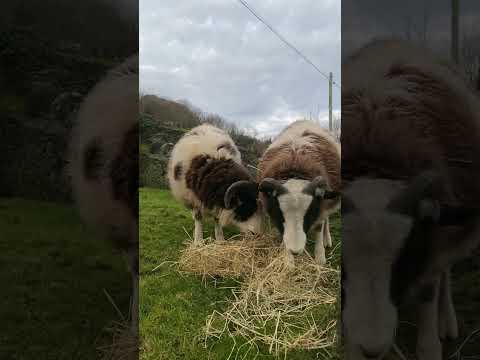 Dave 🐏 and lamb no.1 🐏 enjoying a bit of breakfast 😋 #animals #farmlife #sheep