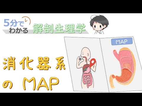 消化器系の全体図【5分でわかる解剖生理学】