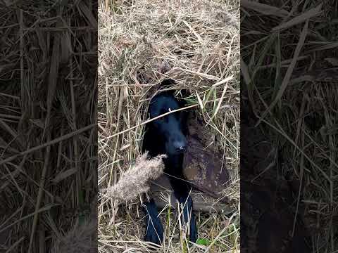 Chillin #labrador #labradorretriever #gundog #blacklabradorretriever #hunting #waterfowl