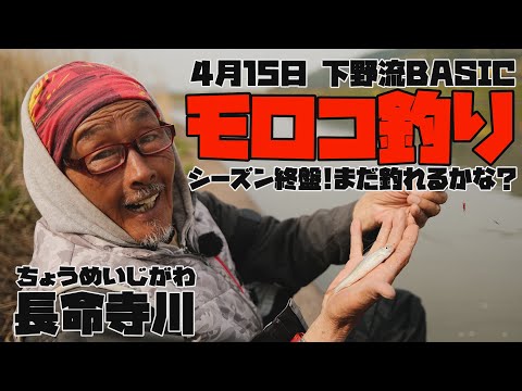 長命寺川モロコ釣り　4月15日【下野流BASIC】