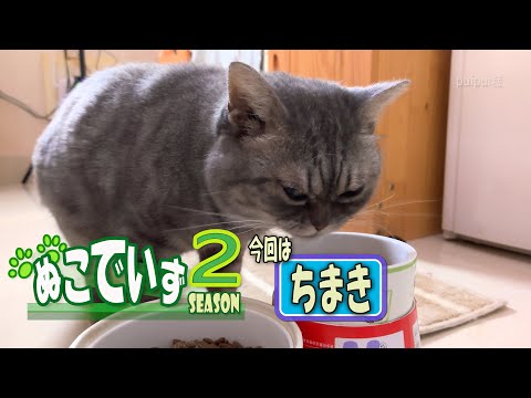 【朝ご飯を待っている猫はいませんか】かりかりよりさきにぷりんにゃ