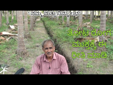 ಬಸಿ ಕಾಲುವೆ ಇದ್ದರೆ ರೋಗ ಮುಕ್ತ ತೋಟ ಸಾದ್ಯ. || Process to grow disease free arecanut