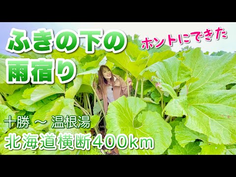 【北海道横断400km（本別〜おんねゆ）】十勝足寄町で日本一の巨大フキで雨宿り？