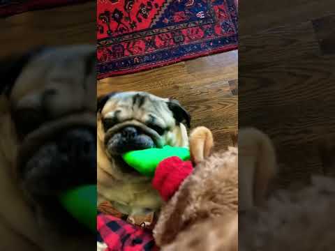 When Pugs Attack!