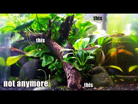 Things I No Longer Do Or Do NOT DO In My Aquariums