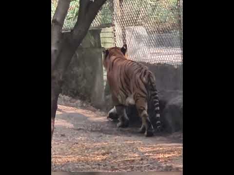 Pradhyuman Zoological Park Rajkot | Pradhyuman Park Rajkot | Zoological Park