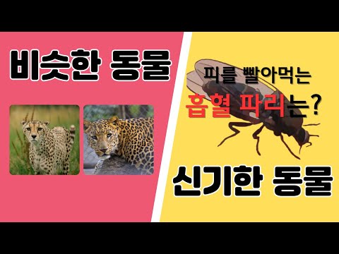 비슷한 동물, 신기한 동물  맞히기｜ 동물퀴즈 ｜동물그림퀴즈