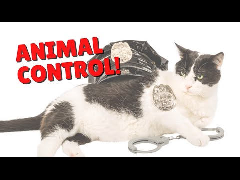 Dealing With Animal Control | Two Crazy Cat Ladies