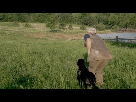 Retriever Training Drills: Lining & Handling