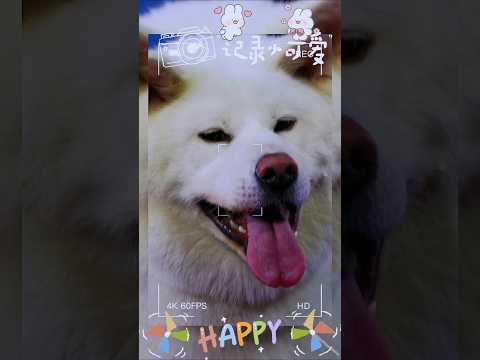 日本秋田犬in台北 #秋田犬 #秋田 #dog #狗狗 #cute