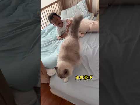 孩子和猫咪玩躲猫猫，猫咪一秒就识破