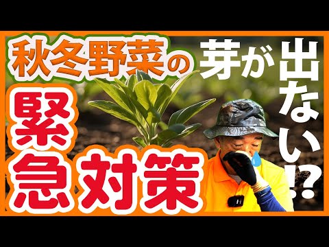 家庭菜園や農園で秋冬野菜の芽が出ない！？10月後半から栽培開始しやすい野菜をご紹介！芽が出ない原因と対策を徹底解説！【農園ライフ】