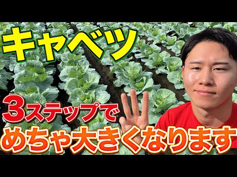 【簡単じゃん】大きいキャベツを作るには〇〇してください