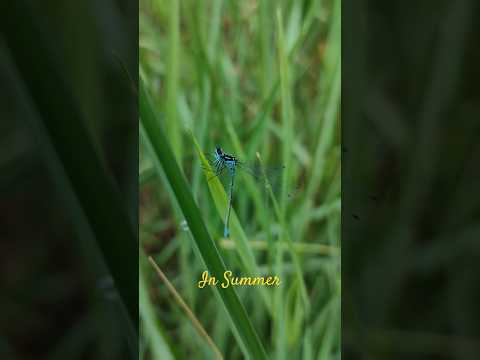 Early Morning in Summer #outdoors #summervibes #earlymorning #beautifulnature