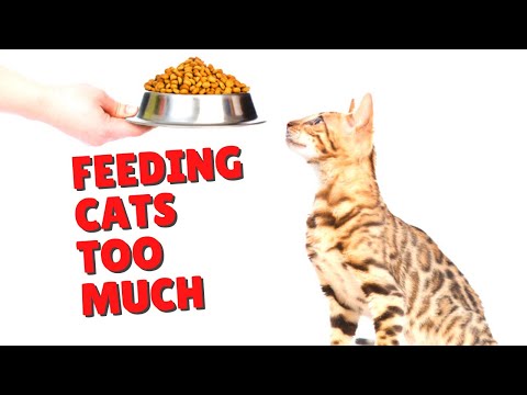 How Much To Feed A Cat | Two Crazy Cat Ladies