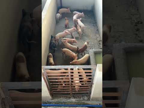 pig #poultry #chickenfarming #trendingvideo #pigeon