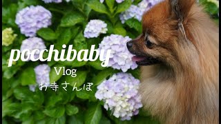 お散歩Vlog:日本の四季を楽しむ/お寺散歩