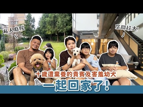 十歲遭棄的貴賓犬及害羞幼犬一起回家了！｜浪浪到家了