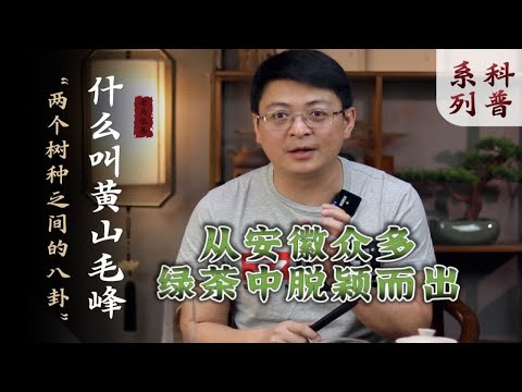 两个树种之间的八卦？什么叫黄山毛峰？