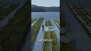 おにぎりは海苔によって栄養バランスがとれていた、海苔の驚くべき健康効果