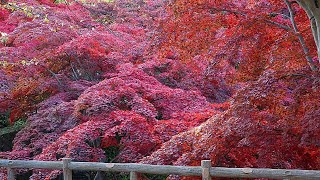 Hirosaki castle park and botanical garden on sunny day.