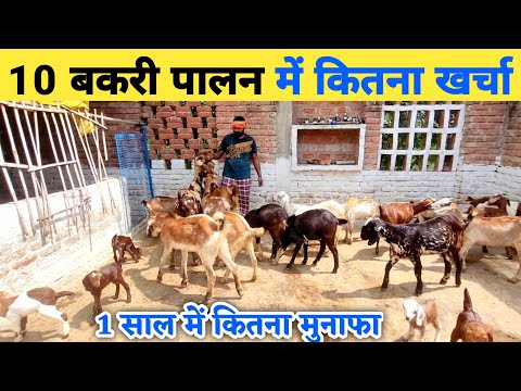 10 बकरी पालन करने में कितना खर्च आएगा | 10 bakri palan mein kitna kharcha aayega