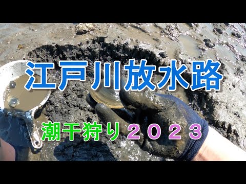 江戸川放水路 潮干り2023