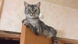 Inexplicable cat moments - Silly and Funny Cats Video 2024