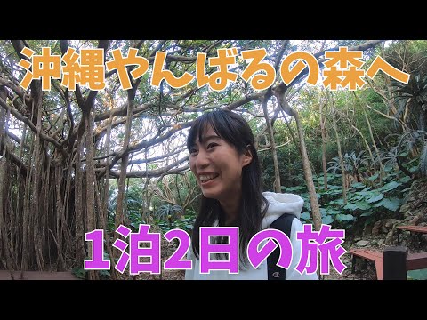 沖縄国頭村に1泊2日！日本最大級のガジュマル見た【沖縄旅行VLOG】