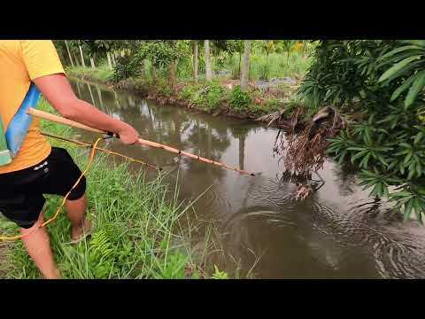 Lao Mình Dí Trúng Đàn Cá Chép Khủng Đang Ngược Dòng Lên Ruộng Lúa | Thú Vui 3 Miền