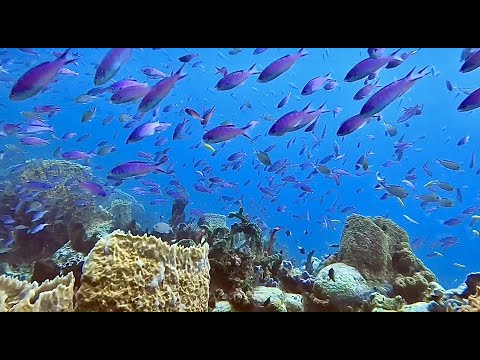 Come Dive With Me in St Lucia 4K (60 minute underwater relaxation video)