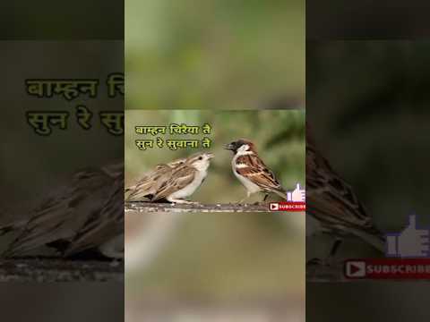 बाम्हन चिरैया Part - 2 #cgsong #love #cgkalakar #song @MrBeast  @MRINDIANHACKER