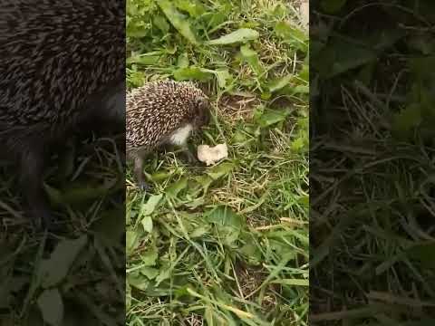 A cute little hedgehog eats a tasty treat ))