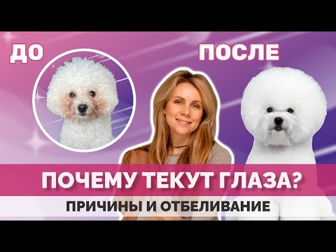 Почему у собак текут глаза? Что с этим делать?