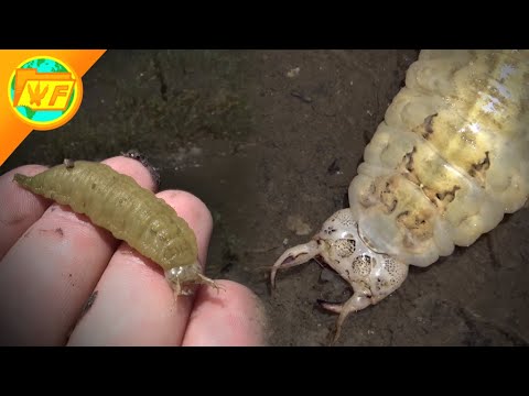 This Grub EATS FROGS! Giant Scavenger Larva